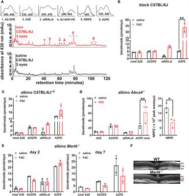 Iron overload and chelation modulates bisretinoid levels in the retina